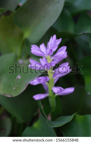 Image of Water Hyacinth flower buds in natural environment in early morning.