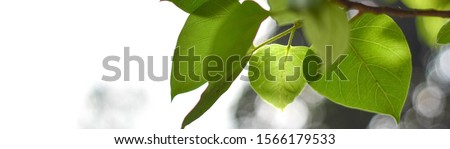 Leaves and sunlight on sky background with copy space