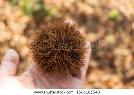 
picture of japanese chestnut in my hand