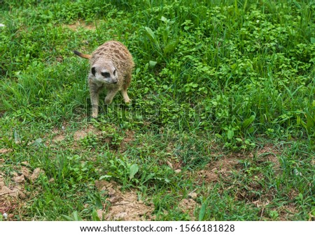 Cute meerkat exploring his surroundings. Meerkat in the green.