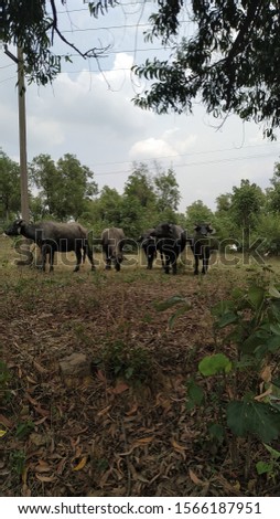 the picture of jungle with group of buffaloes