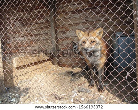 
A fox with a sad look sits in a cage. Shelters. Animal protection.
Captive life concept