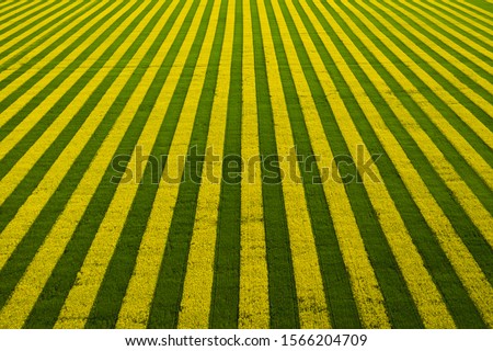 Yellow-green field with blooming rapeseed. Field top view background