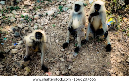 group of monkeys chilling and posing selective focus