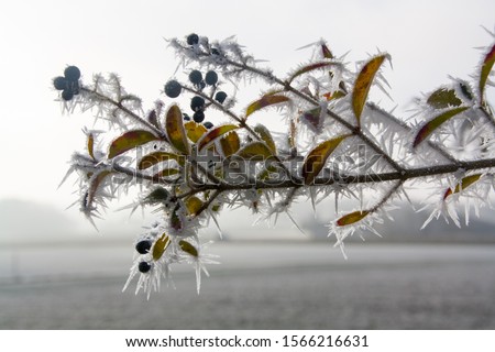 Cold snap with extreme hoarfrost Royalty-Free Stock Photo #1566216631