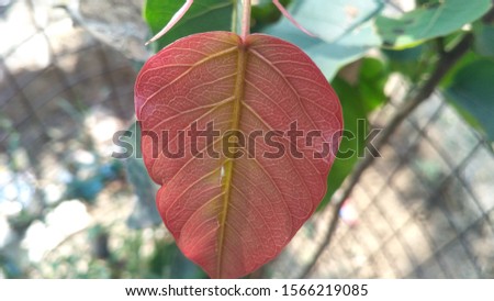 sacred fig leaf picture in red colour.