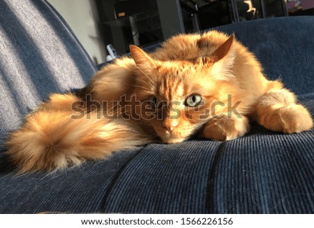 Picture of an orange tabby cat