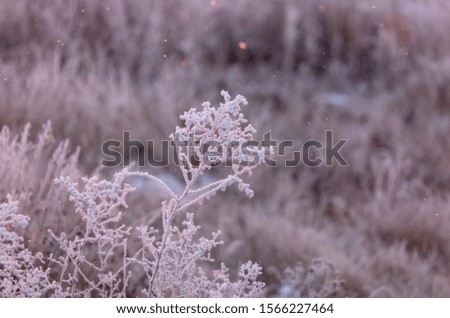 Dry grass in the snow in winter at dawn.