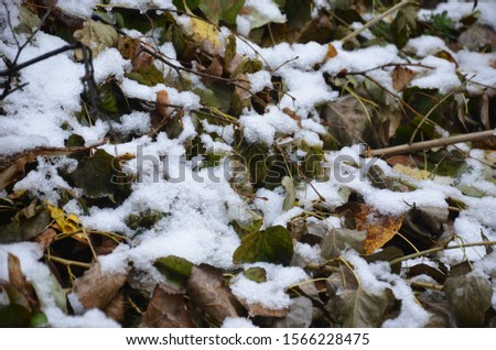 White snow on autumn foliage and green grass. fall or early winter. green leaves crawling up the tree, against the backdrop of suddenly fallen snow, in early spring. Close-up