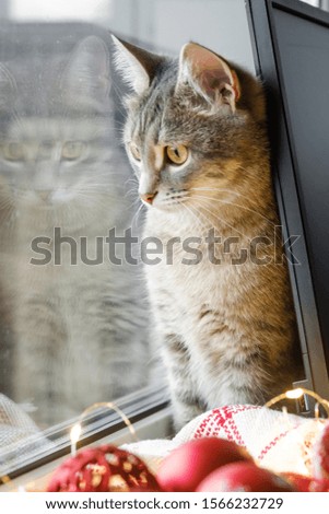 A gray cat is sitting by the window next to red Christmas toys. Cozy new year. Christmas card with christmas lights and decorations. Selective focus. Christmas background.
