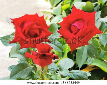 Red rose flower background red