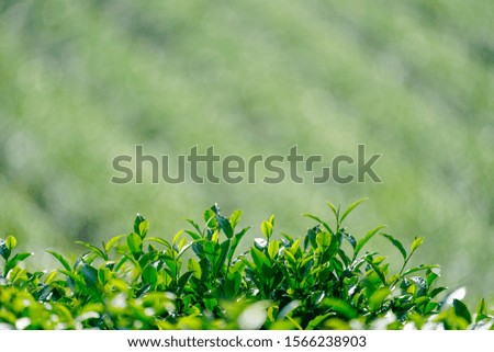 Fresh tea bud and leaves.Tea plantations.
Green tea leaves in a tea plantation in morning. Closeup fresh green leaves. 