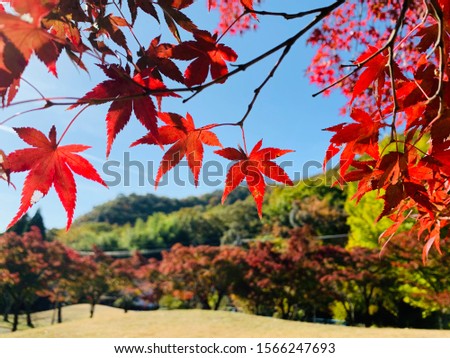 Beautiful red maple in Japan