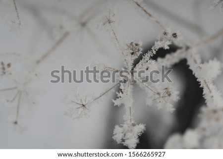 close up branches in cold winter day