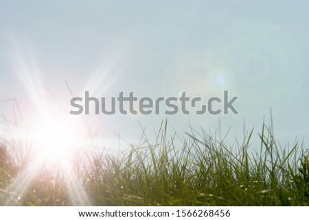 Sunrise with early morning glare on a green meadow with grass and plants