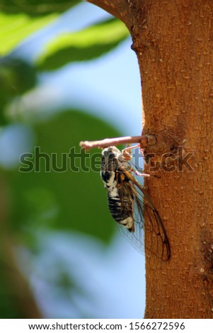 picture of cicada on tree in daytime