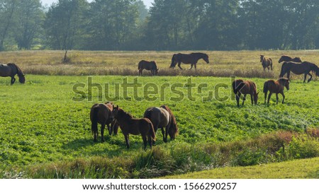 Brown wild horses graze in the meadow. Sunset in autumn.