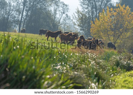 Brown wild horses graze in the meadow. Autumn sun.