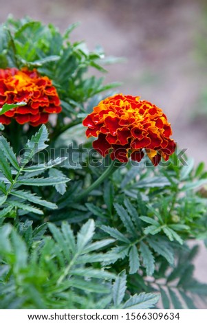 Close up of beautiful Marigold flower (Tagetes erecta, Mexican, Aztec or African marigold) in the garden. Marigold background or tagetes card.

