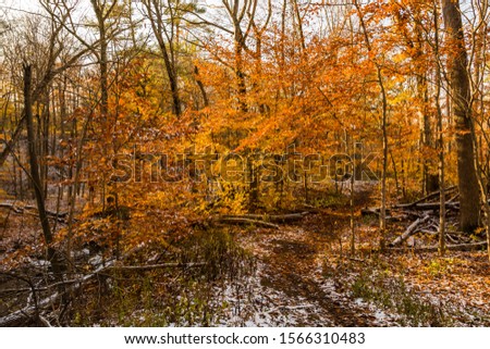 Autumn Scene featuring fresh snow covered ground in late fall, colorful background with fall leaves and green moss covered rocks 