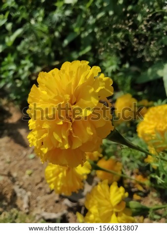 Picture Yellow marigold Flowers, naturally