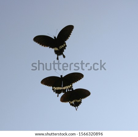 Black and white colour mix butterfly flying on the sky. 