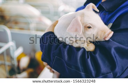 pig farm industry farming hog barn pork Royalty-Free Stock Photo #1566323248