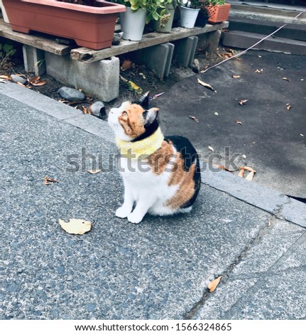 Sweet cat pic taken in japan