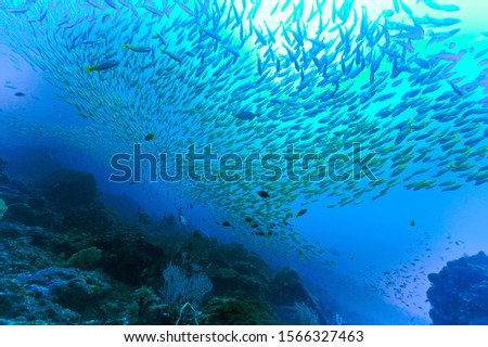 Underwaterphoto of paradise in the ocean from a scuba dive at Phi Phi Islands in Thailand. 