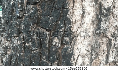 Bark used as a background image