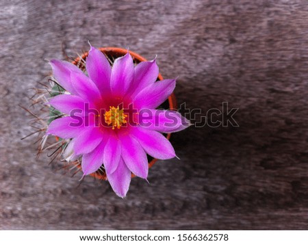 Cactus with pink flower bloom
