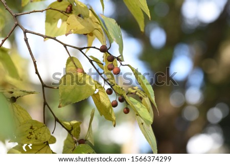 Yellow leaves and fruits of Hackberry (Nettle tree) / Hackberry (Nettle tree) blooms small flowers at the base of leaves in spring and attaches small spherical edible sweet fruits in autumn. Royalty-Free Stock Photo #1566374299