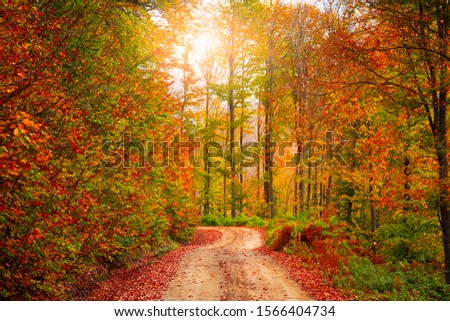 Footpath path through the forest in autumn. Autumn landscape with motley foliage. Uludag, Bursa, Turkey. 