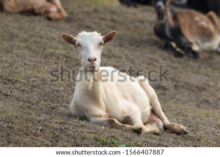 Bearded white goat resting in the pasture