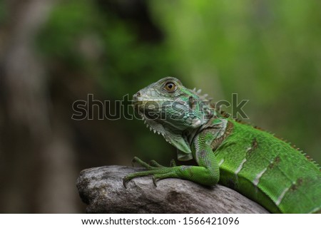 Green Crested Lizard roaming around the bushes - Image/picture
