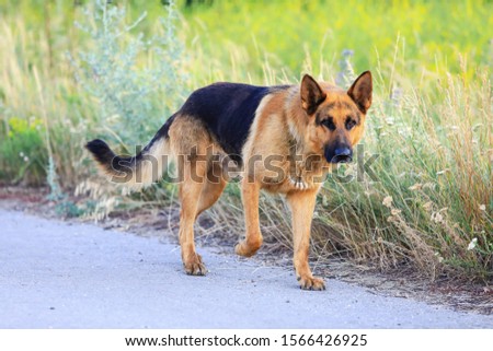 German shepherd walks on the road