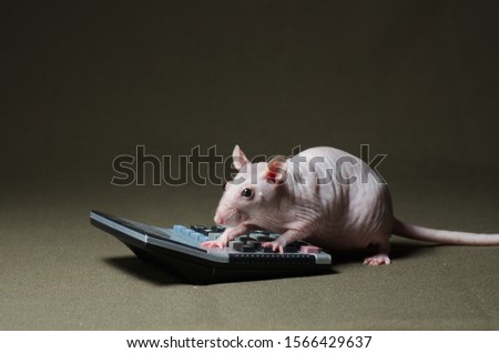 White decorative rat leading calculations on a calculator on a dark background.