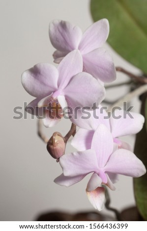 Phalaenopsis orchid flowers on a light background (butterfly orchid)