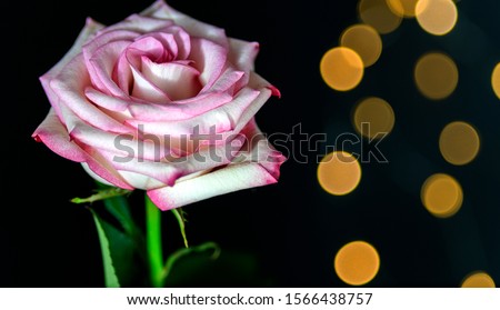 Rose in pink white background moody bokeh lights