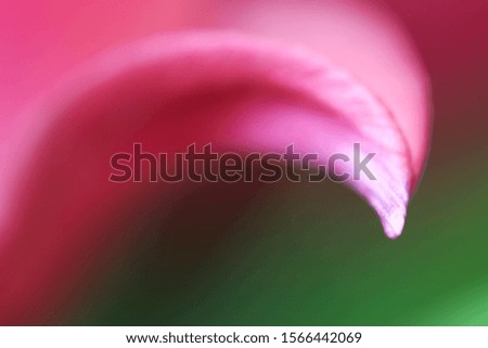 Macro petal of tulip flower using as a background, wallpaper or design picture.