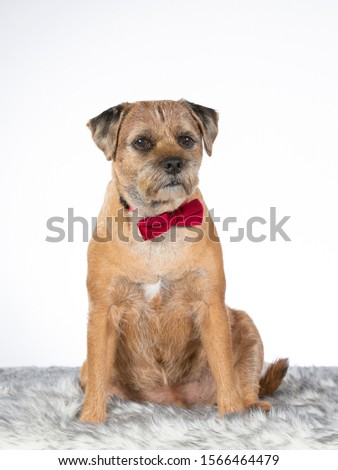 Border terrier dog portrait. Image taken in a studio with white background. The dog is wearing red tie, business dog concept image.