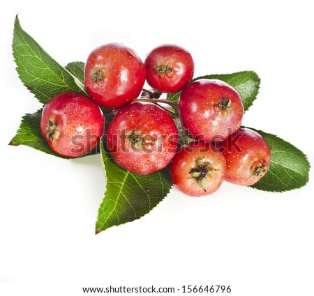 Apple fruits close up heap pile . Isolated on a white background