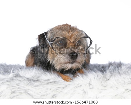 Funny dog concept image. Border terrier is wearing retro glasses and looking funny. Poster and greeting card concept image.