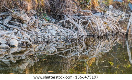  the tree roots in the water