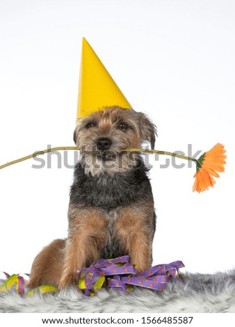 Celebration dog concept image. The dog is wearing a yellow hat and holding a flower. Greeting card concept image. Copy space.
