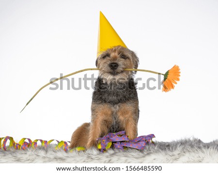 Celebration dog concept image. The dog is wearing a yellow hat and holding a flower. Greeting card concept image. Copy space.