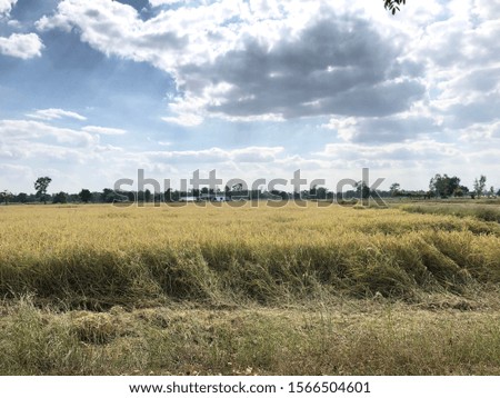 Beautiful rice fields and sky background.Thai park in rural.