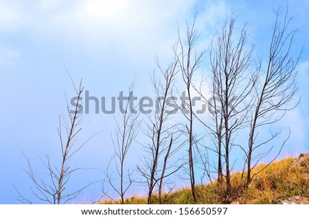 Dead tree with blue sky