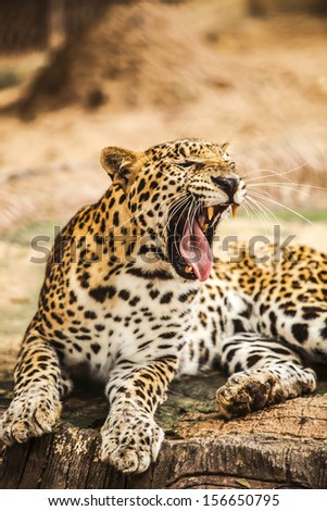 Leopard in the wild in Thailand.