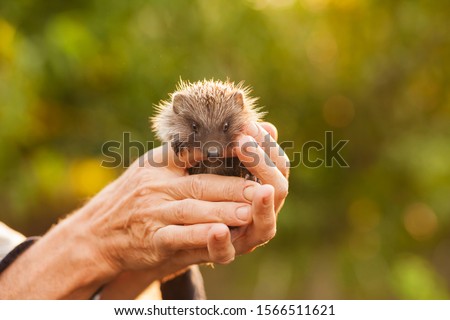 a hedgehog in the hands of a man’s fear, grandfather holds in his hands a little hedgehog on a green background, a hedgehog in a sunny forest
